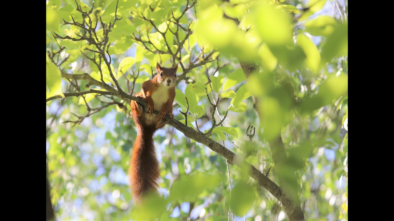 Eichhörnchen