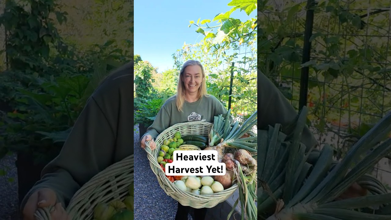 Heaviest Harvest Yet! Winter Squash, Onions, Eggplant, Tomatillos, & more