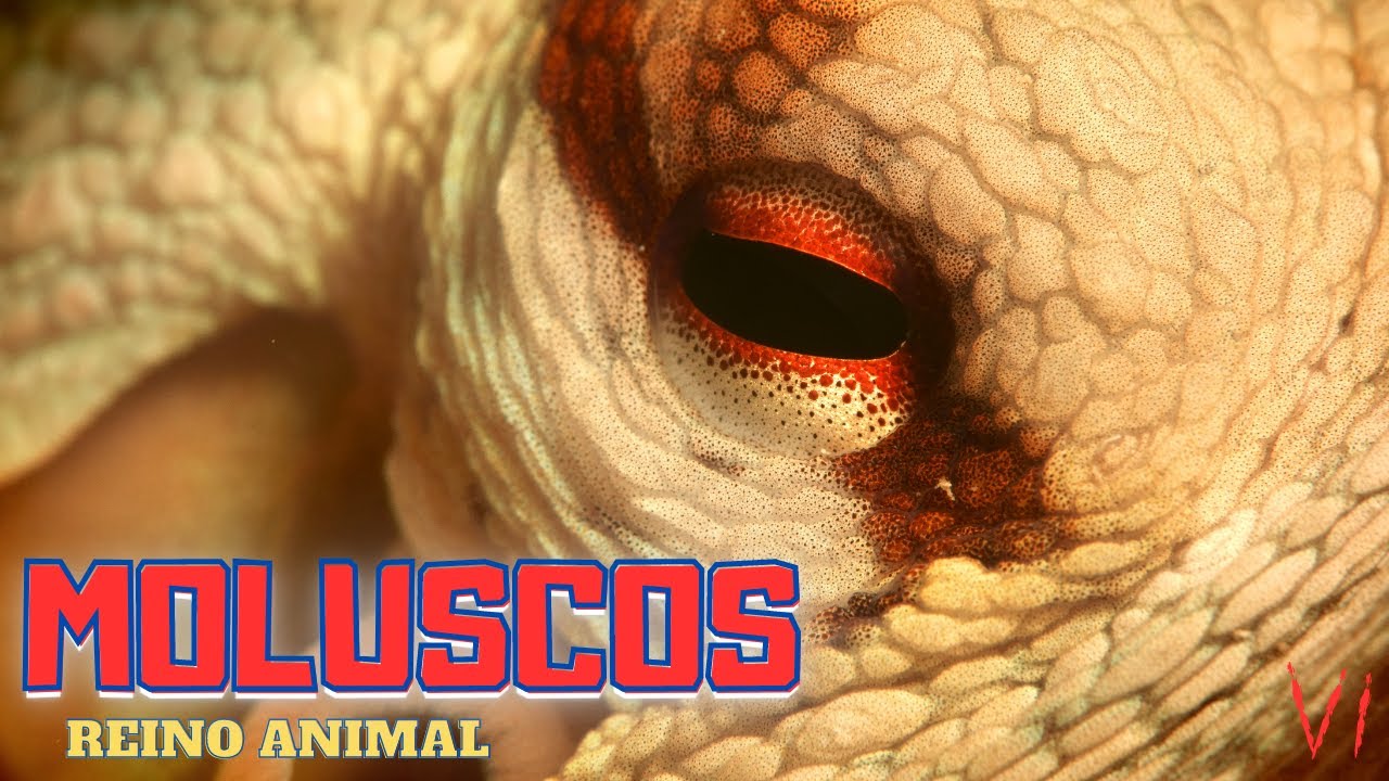 REINO ANIMAL - MOLUSCOS