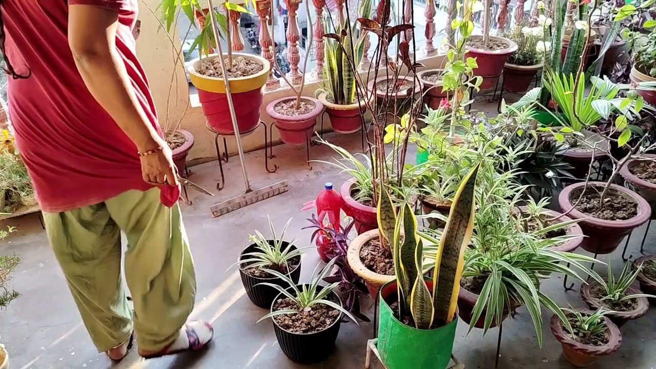 Pedon ki dekhbhal kaise karen # vlog #greenery #motivational music #terrace garden 