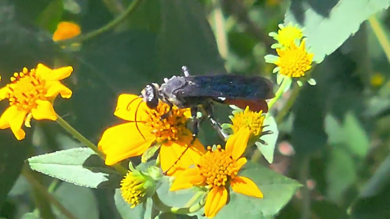 Arizona&rsquo;s State Insect in Action | Tarantula Hawk Wasp (Pepsis grossa) on Wildflowers