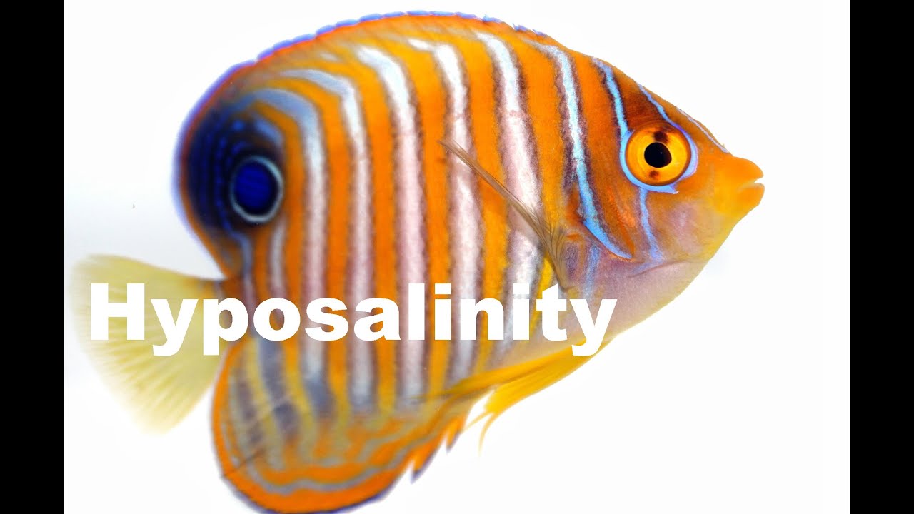 Revisiting Hyposalinity.