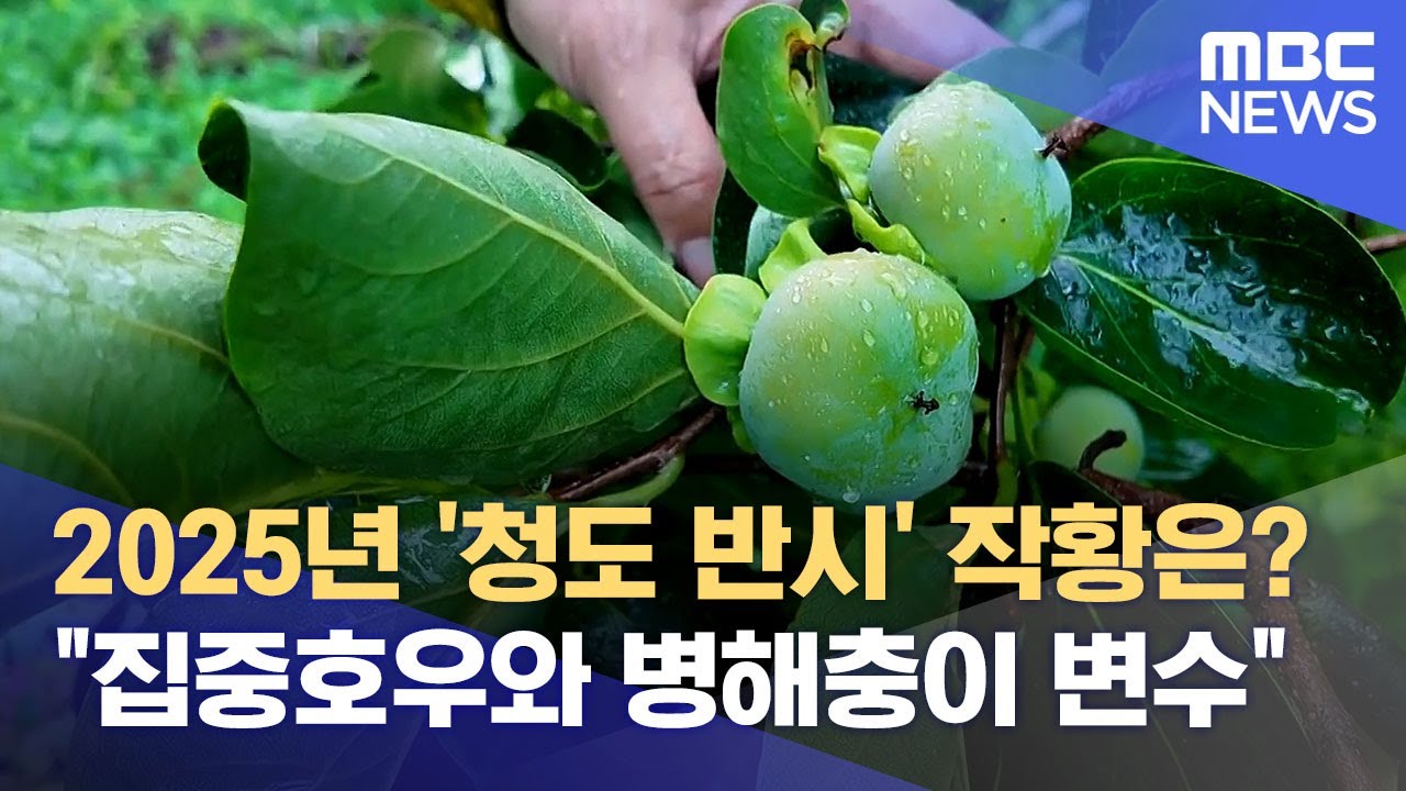 2025년 '청도 반시' 작황은? 