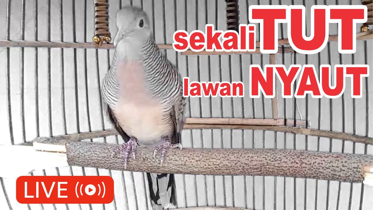 perkutut lokal gacor sekali TUT lawan NYAUT