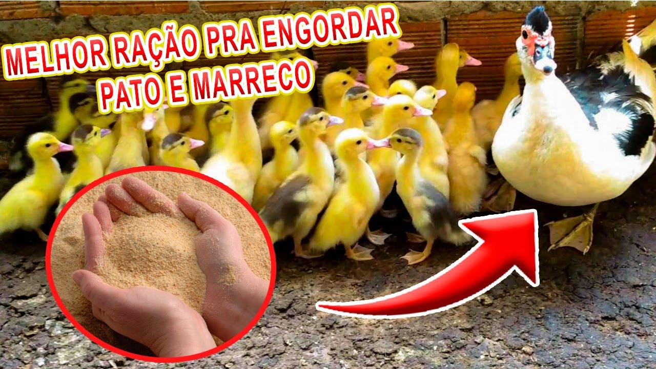 RAÇÃO FÁCIL E BARATA PARA ENGORADAR PATOS E MARRECOS - MELHOR RAÇÃO PARA AVES AQUÁTICAS