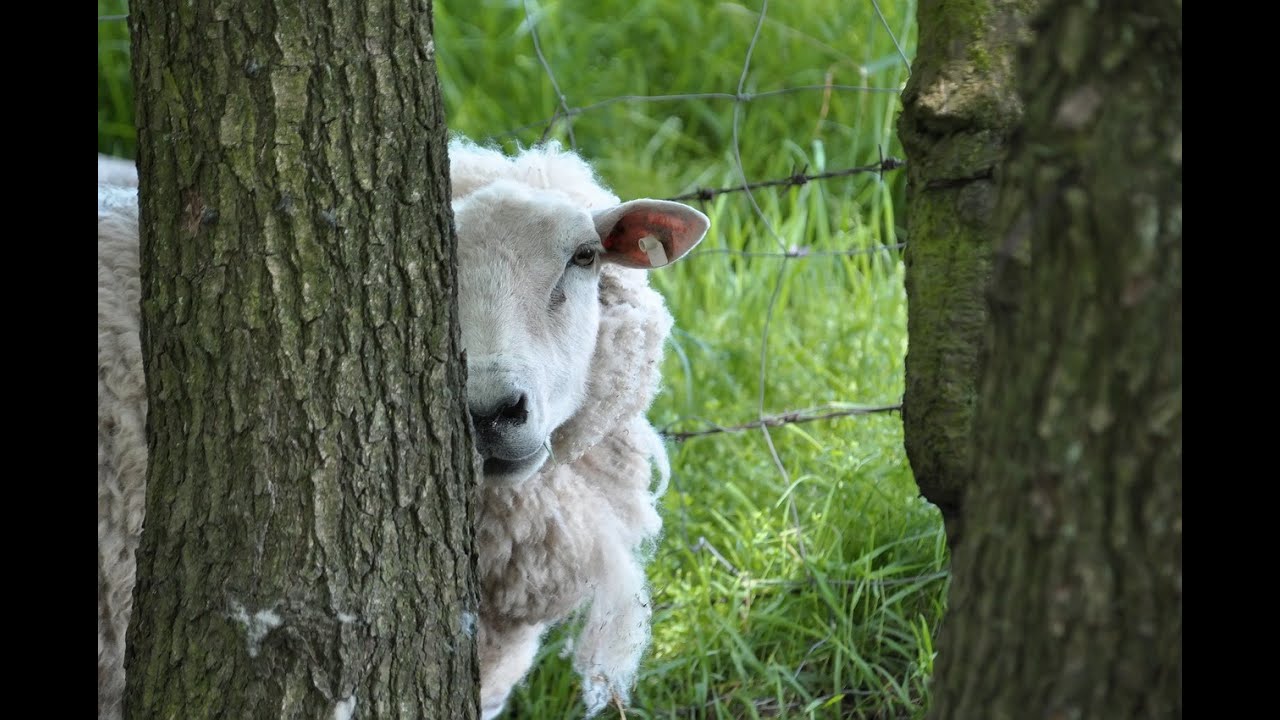 De schapen van Vita et Pax: een documentaire