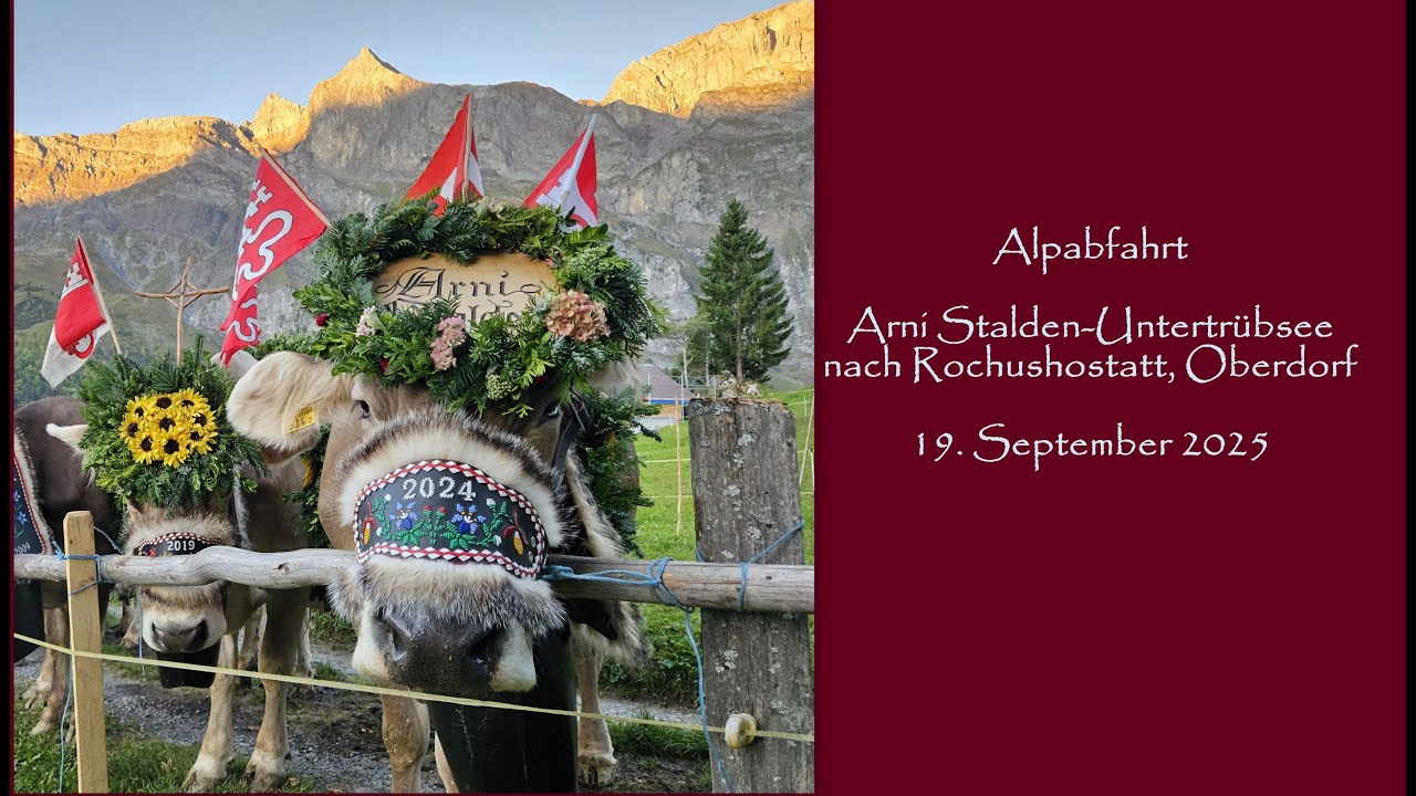 Alpabfahrt Arni Stalden - Rochushostatt, Oberdorf- 2025