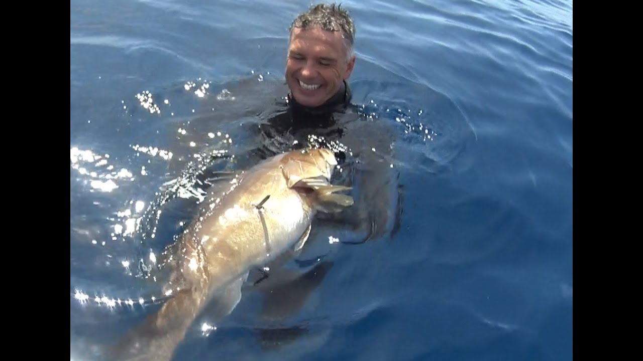 WHITE GROUPERS