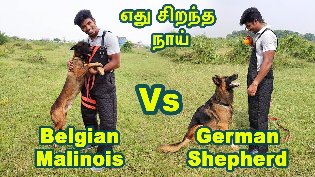 german shepherd vs belgian malinois |எது சிறந்த நாய்|spotlight tamil