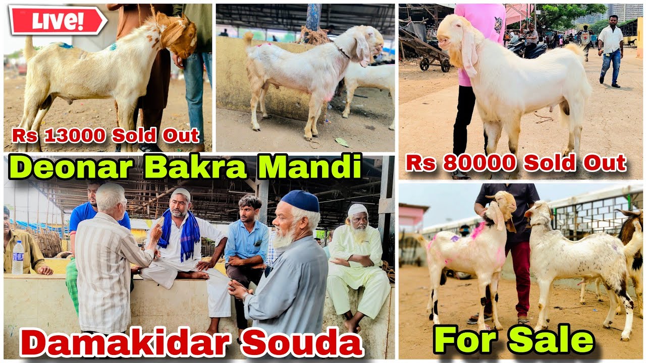 Deonar Bakra Mandi Latest Live  Update Damakidar Mangal Bazaar Qurbani Layaq Ke Badi Bakre Beke