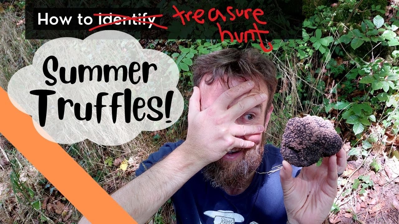 How to Identify Summer Truffles: A Beginner's Guide
