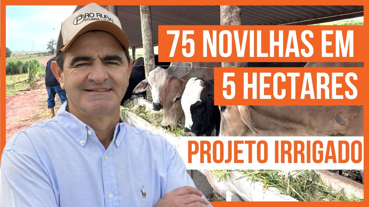 75 NOVILHAS em 5 HECTARES - Projeto ROTACIONADO ADUBADO e IRRIGADO para BOVINOS DE CORTE