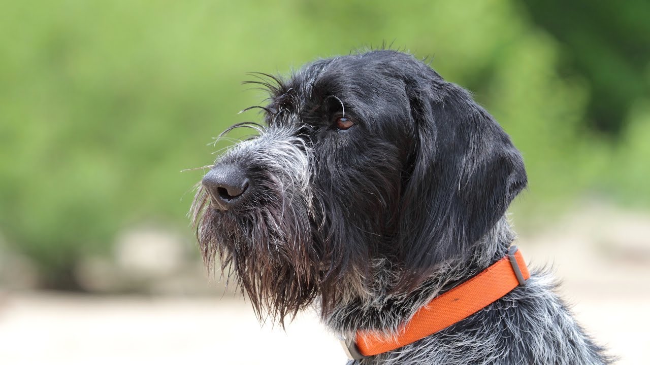 Great Dog Trainers are Patient and Persistent!