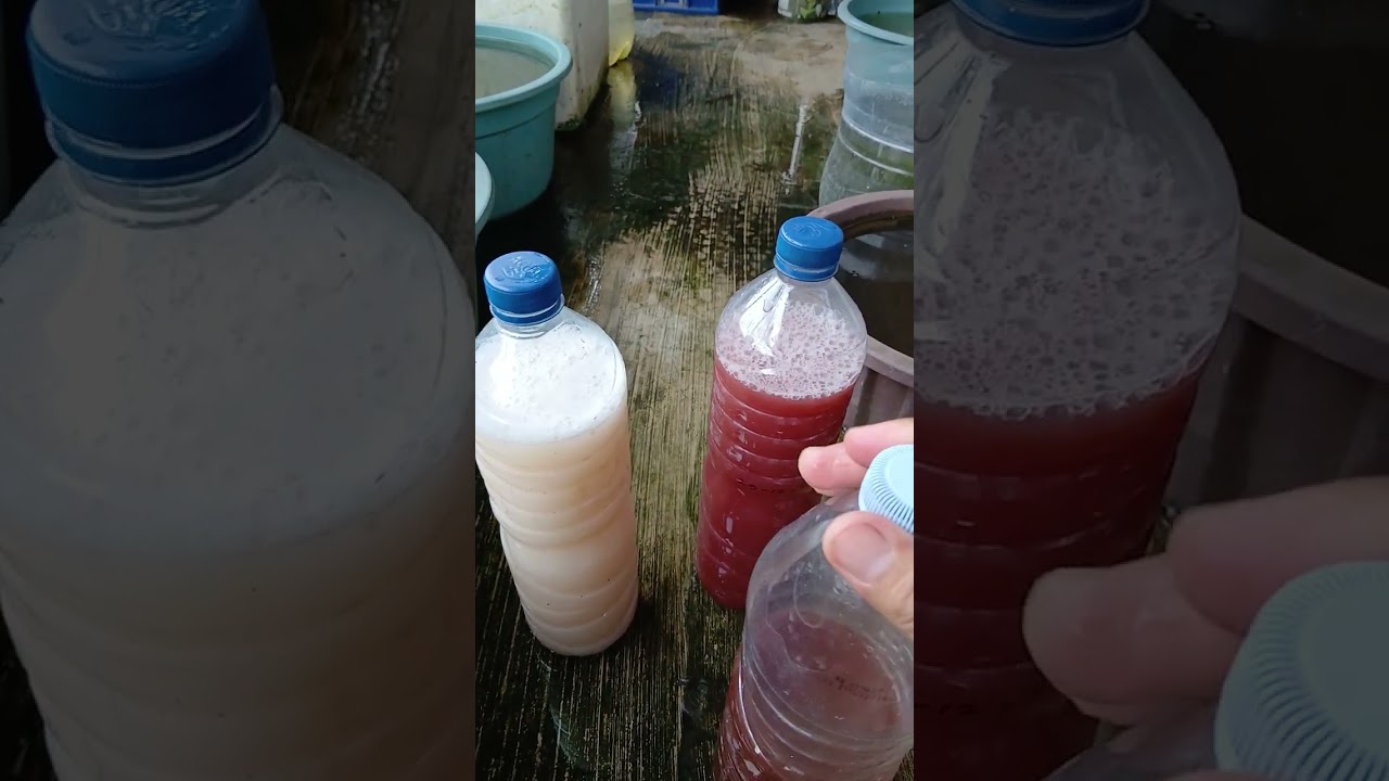 Update perkembangan pembuatan PSB (photosynthetic bacteria) usia 5 hari