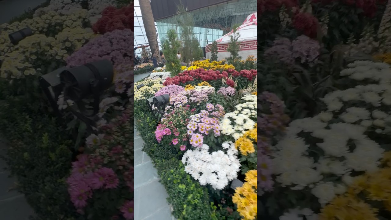 Real flowers in flower dome #flowerdome #realflowers #flowers #trending #travel #vlog