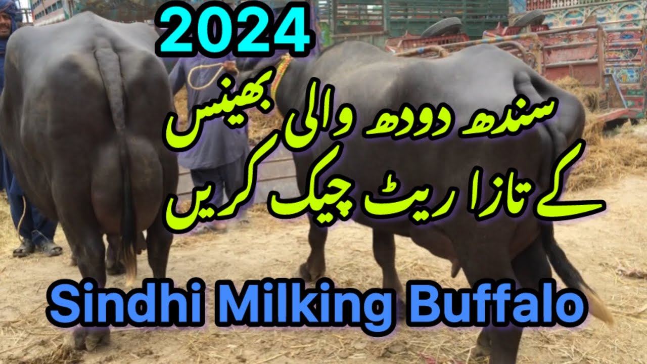 Sindhi Milking Buffalo in Talhar Mandi update 2024