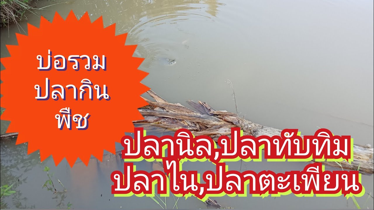 #บ่อปลากินพืชรวมๆ