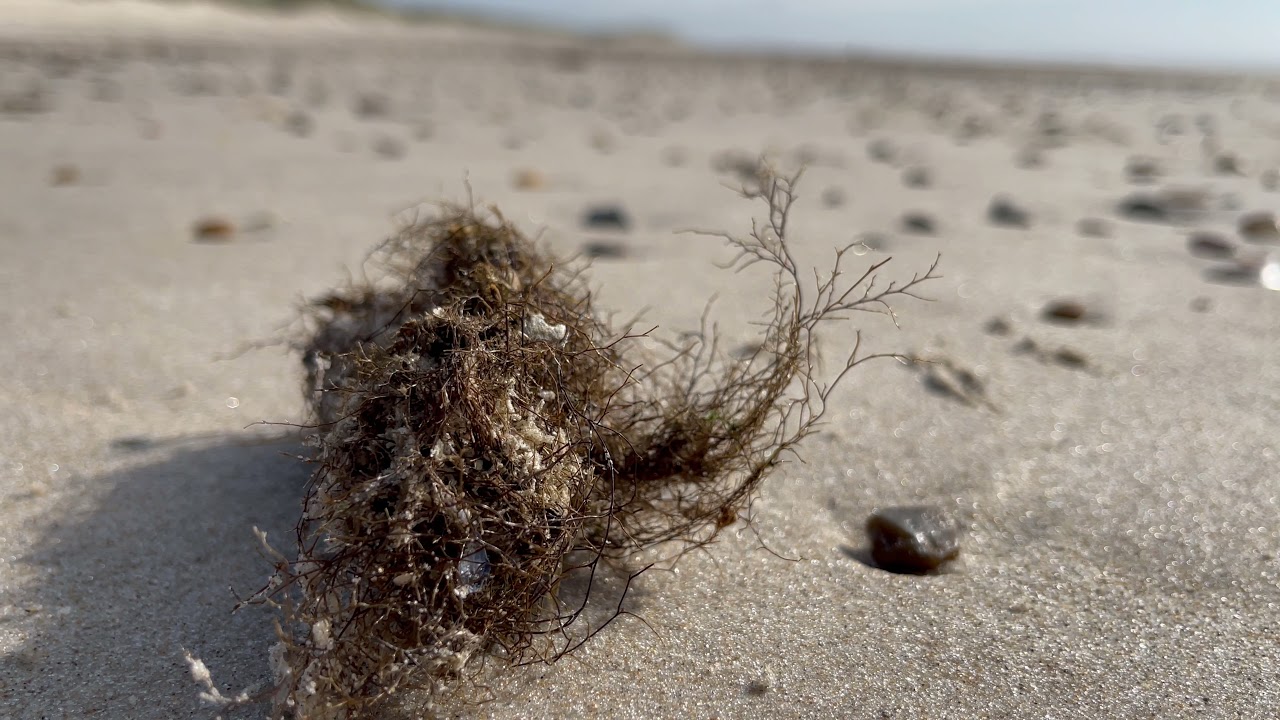 Skallingen Strandtour September 2021