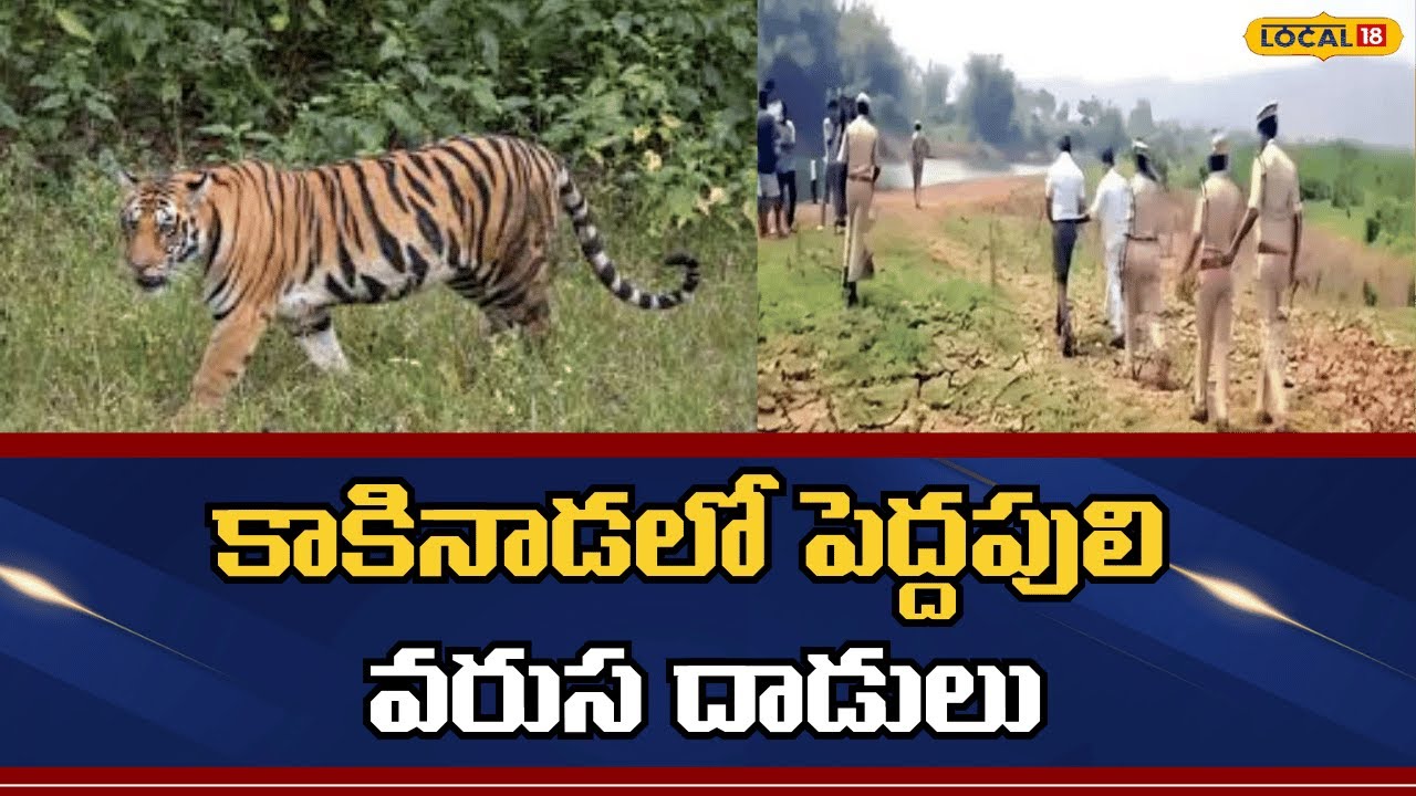 Нападения тигров в округе Годавари | Какинада | #local18v