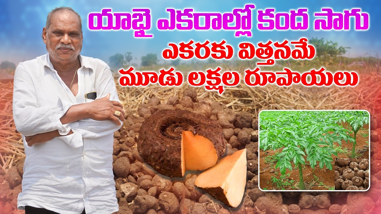 కంద సాగు చేస్తే మంచి లాభాలు | Elephant Foot Cultivation | Yam kanda Farming | AgriTech Telugu
