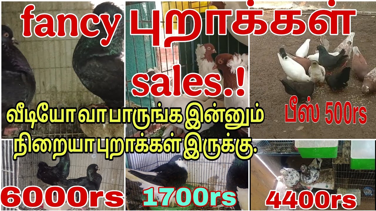  FANCY & கர்ண புறாக்கள் sales in low price #vpmpets #pigeon #dove#fancydove #kerala #birds #chennai 