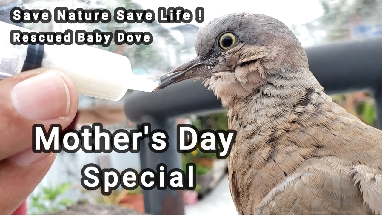 Wild Spotted Baby Dove Rescued, How to Care and Feed Baby Dove, Mother's Day Special #richscenic