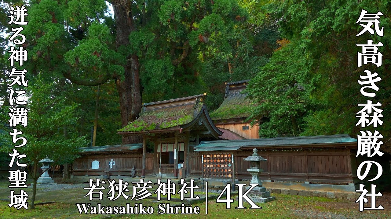聖域感に満ちた、気高き森厳の社。立ち上る神気に呆然としてしまうほどのパワーに溢れた北陸地方No.1神社：福井県・若狭彦神社、若狭姫神社(Wakasahiko Shrine)