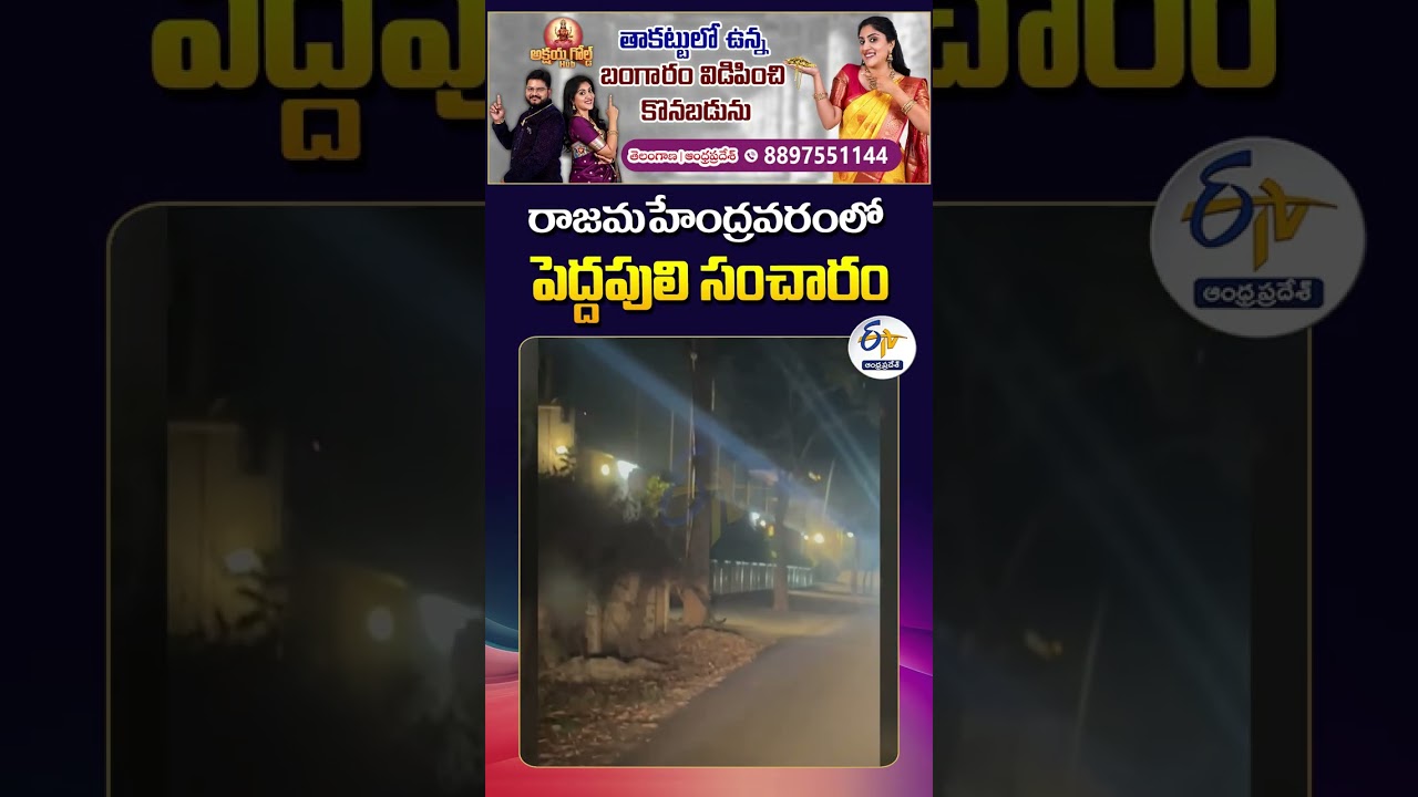 Exclusive Visuals of Tiger Roaming | Rajamahendravaram NH