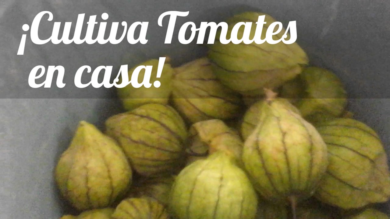 Tomates en maceto huerto