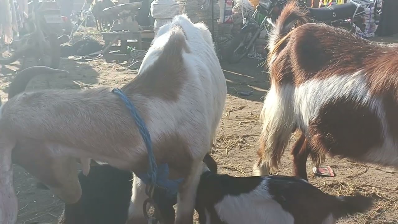 سوق المعز اليوم 🐐 تعرف على الأسعار والأنواع