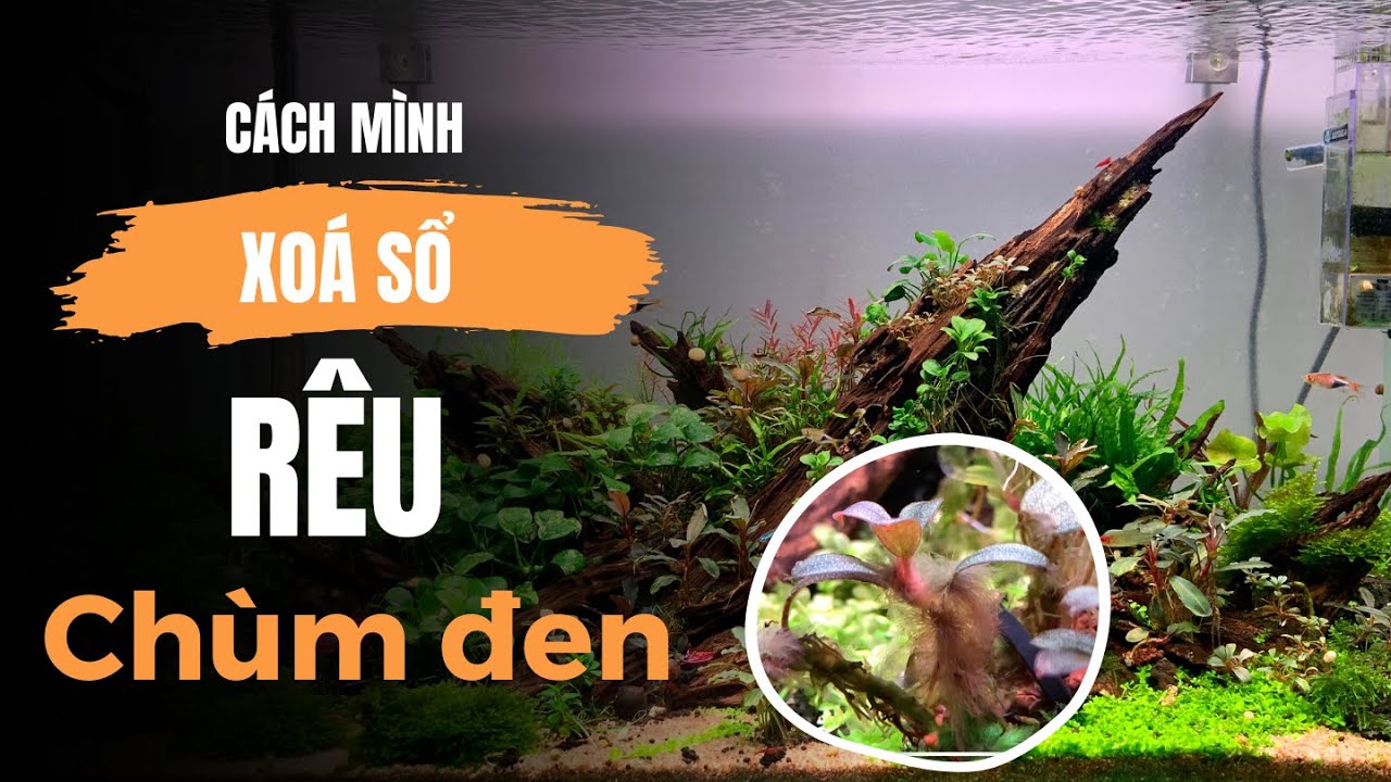 Diệt rêu chùm đen trong hồ thủy sinh
