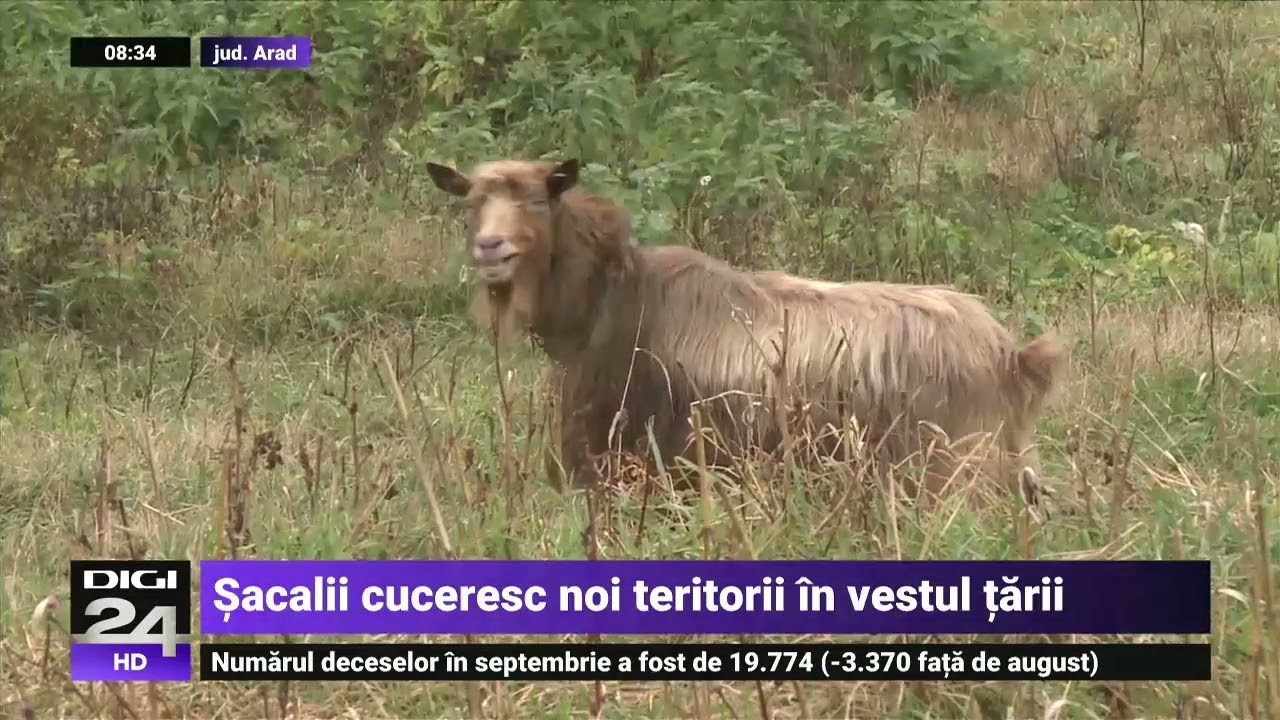 Satele de pe malul râului Mureș, terorizate de șacali. Animalele atacă tot ce prind