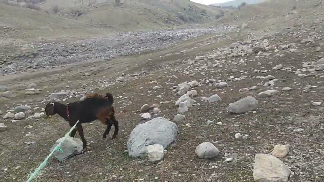 Özgür daş ve keçi 