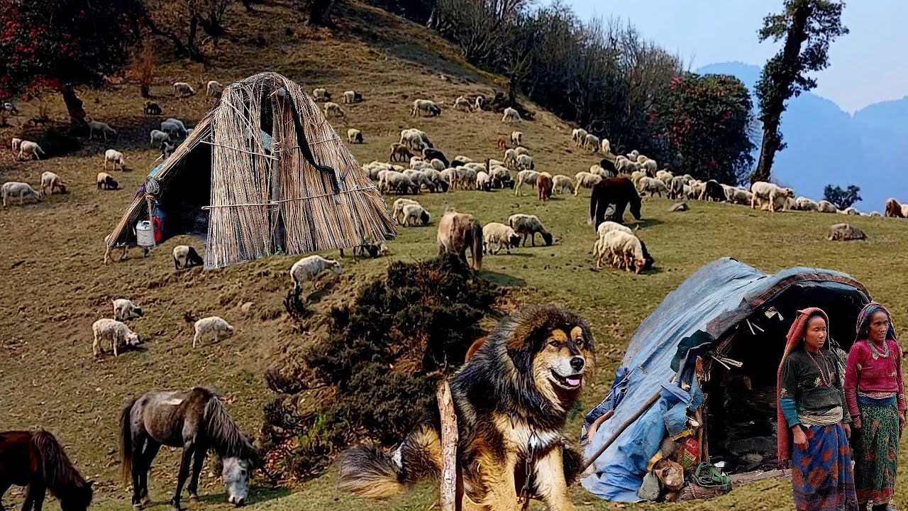 Himalayan Nepali Sheep Shepherd Life || Ep-8 Shepherd Cooking||Peaceful Himalayan Shepherd Lifestyle