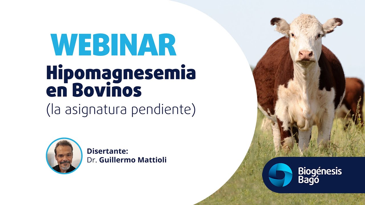 Hipomagnesemia en Bovinos la asignatura pendiente | Dr. Mattioli | Webinar | Biogénesis Bagó