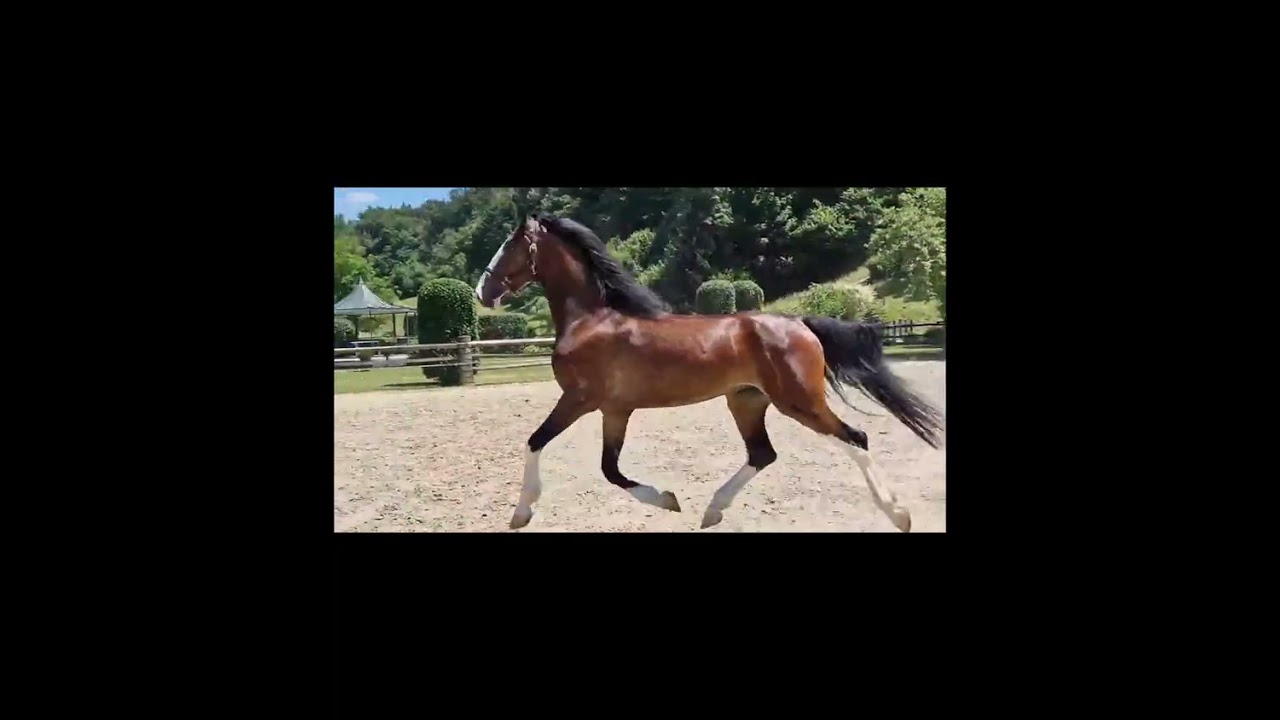 RAMIRO ⚜️ KWPN Wallach aus dem Hause REPNIK