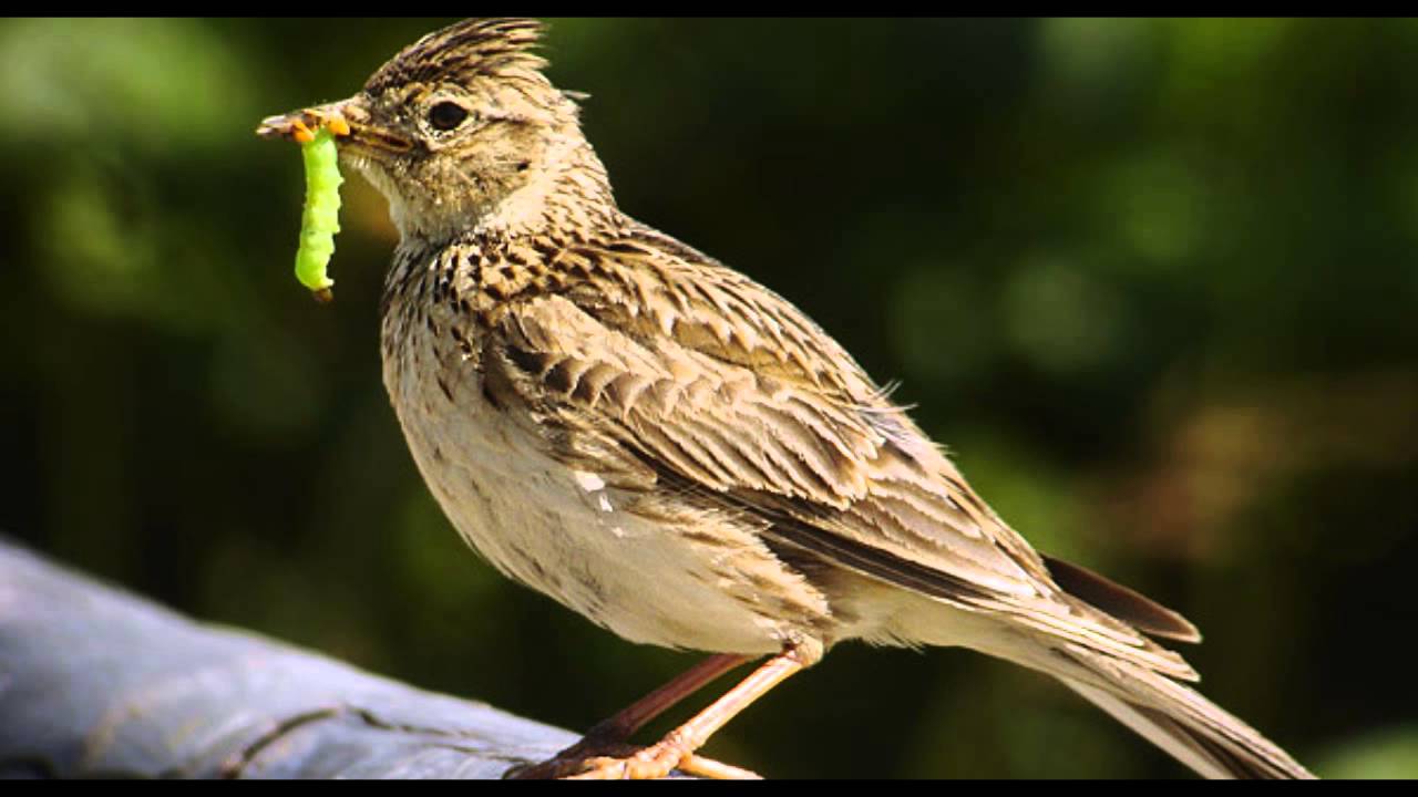 Skylark Bird Call Bird Song