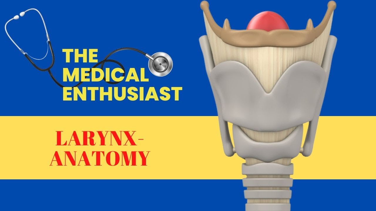 Larynx - Anatomy - Part II