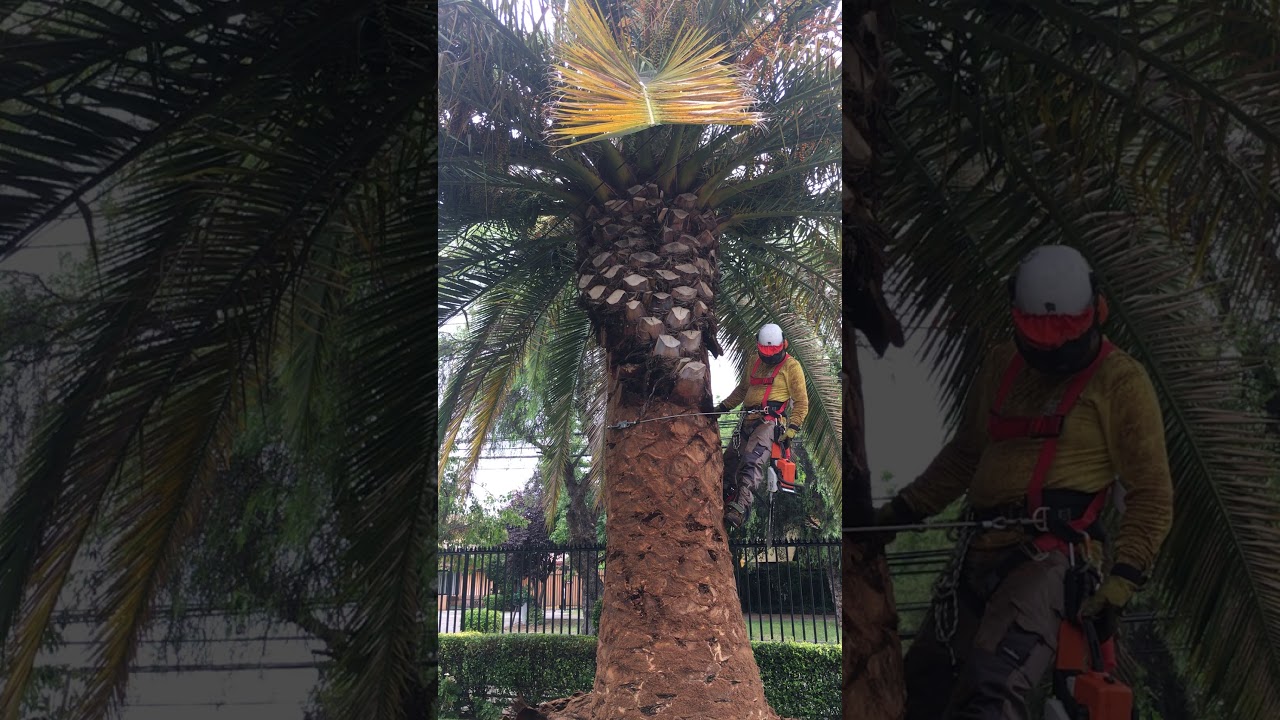 tala de Phoenix canariensis