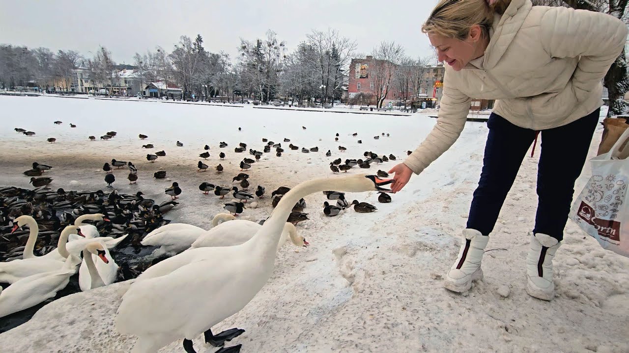 Żywe symbole Ostródy