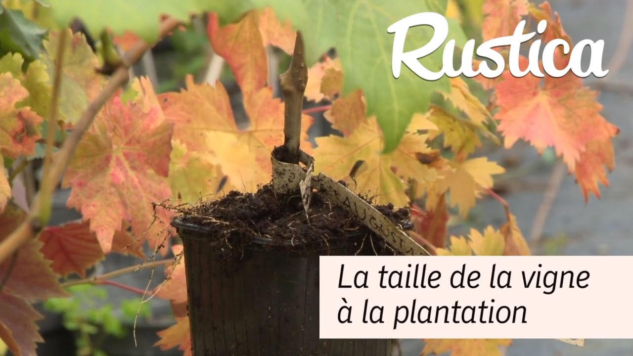 Réussir la taille de la vigne la première année de plantation