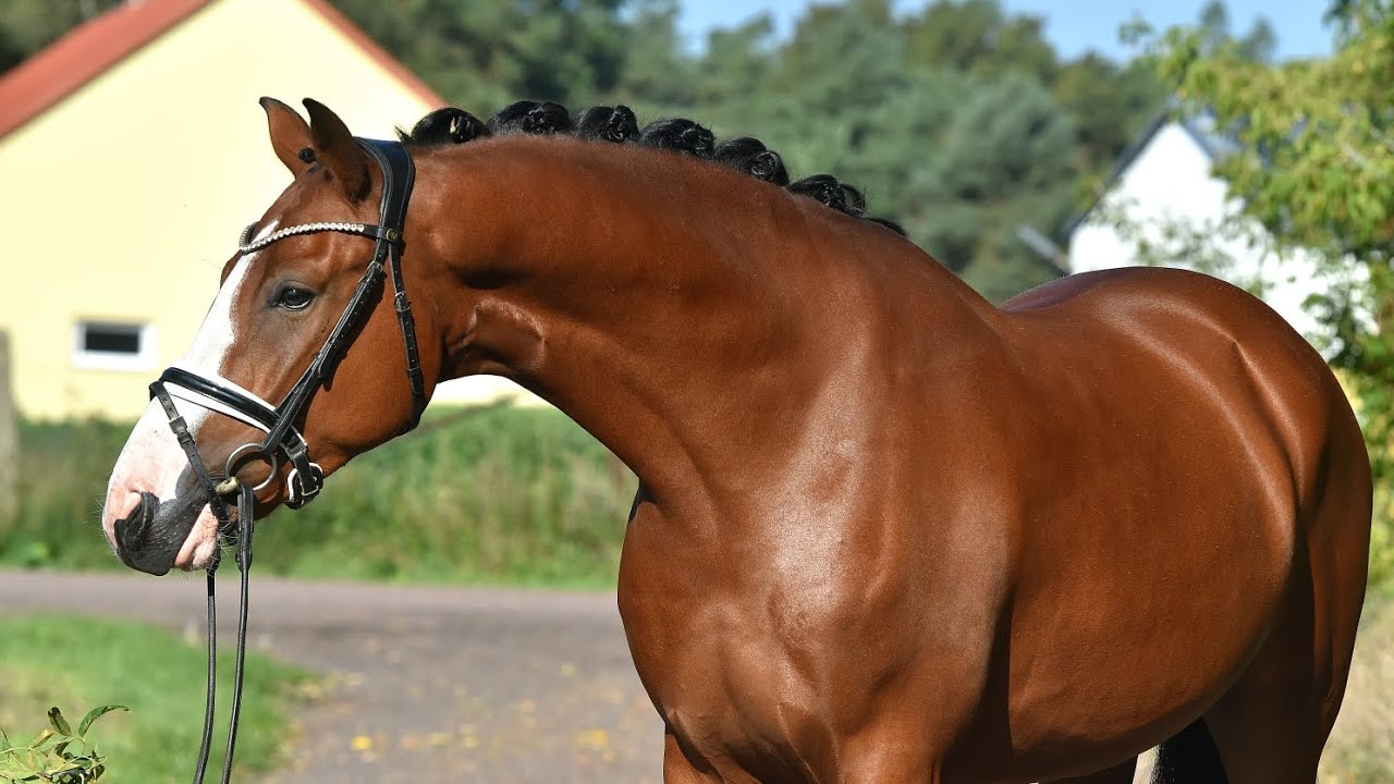 ***4 jähriger Reitponywallach XXL v. Numero Uno- Cdl, Reitpferde platziert ***