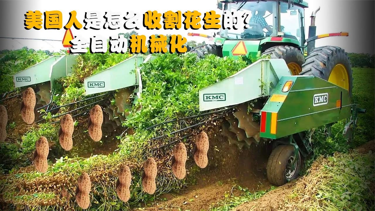 美国人是怎么收割花生的？全自动机械化，怪不得花生这么便宜
