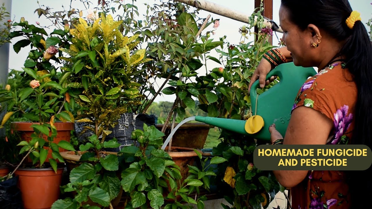 Homemade Fungicide for Plants I Homemade Pesticides for Plants I Gardening DIY I Nepali Gardening
