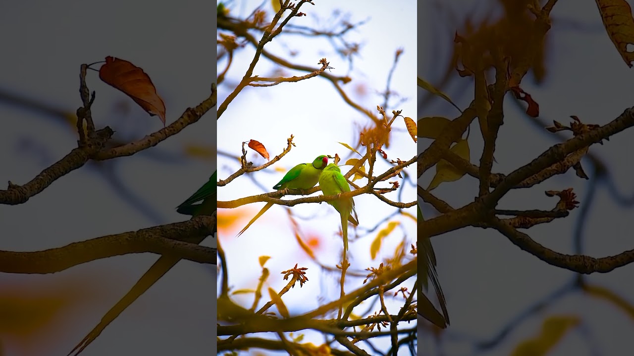 Canary love birds 😊🤍 #canary #birds #bird #birdslover #birdsounds #birdwatching #birdlovers #birding