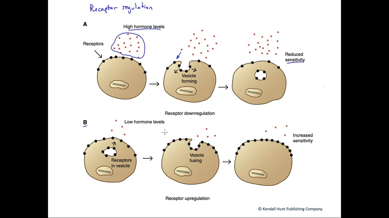 Hormone receptor regulation