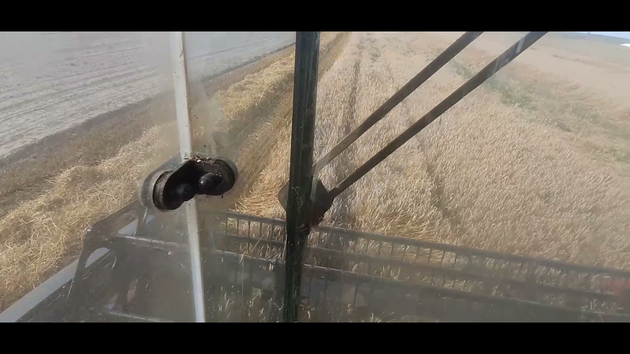 🌾✌️Żniwa pszenżyta! kombajn MDW 521 W Akcji🌾✌️!
