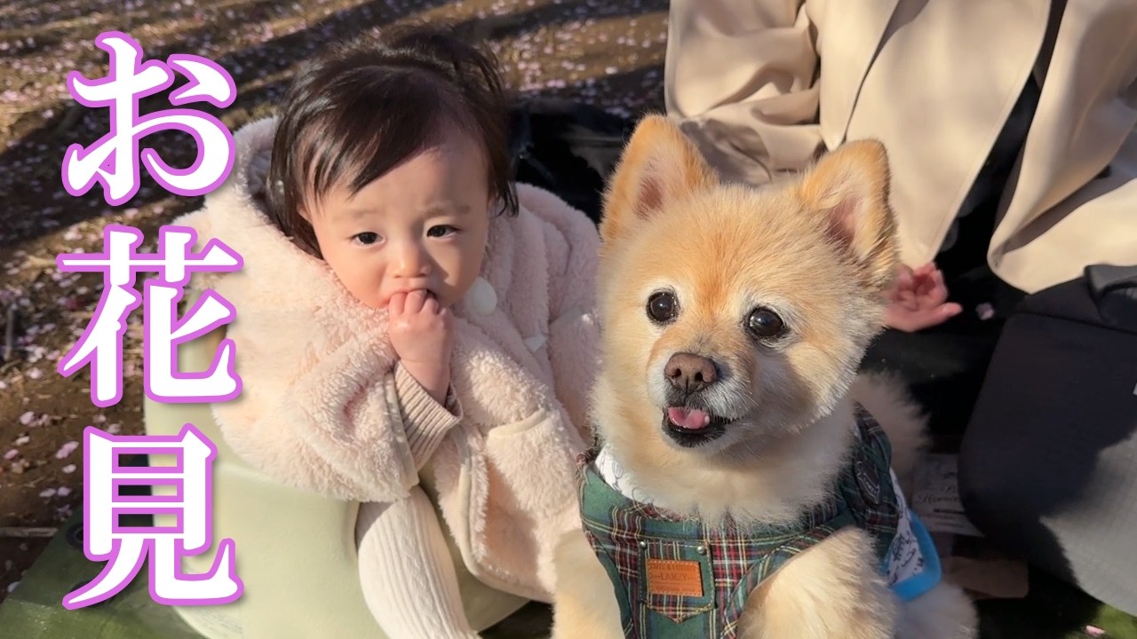 家族で初めてのお花見に行ったらポメラニアンがこうなりました…笑