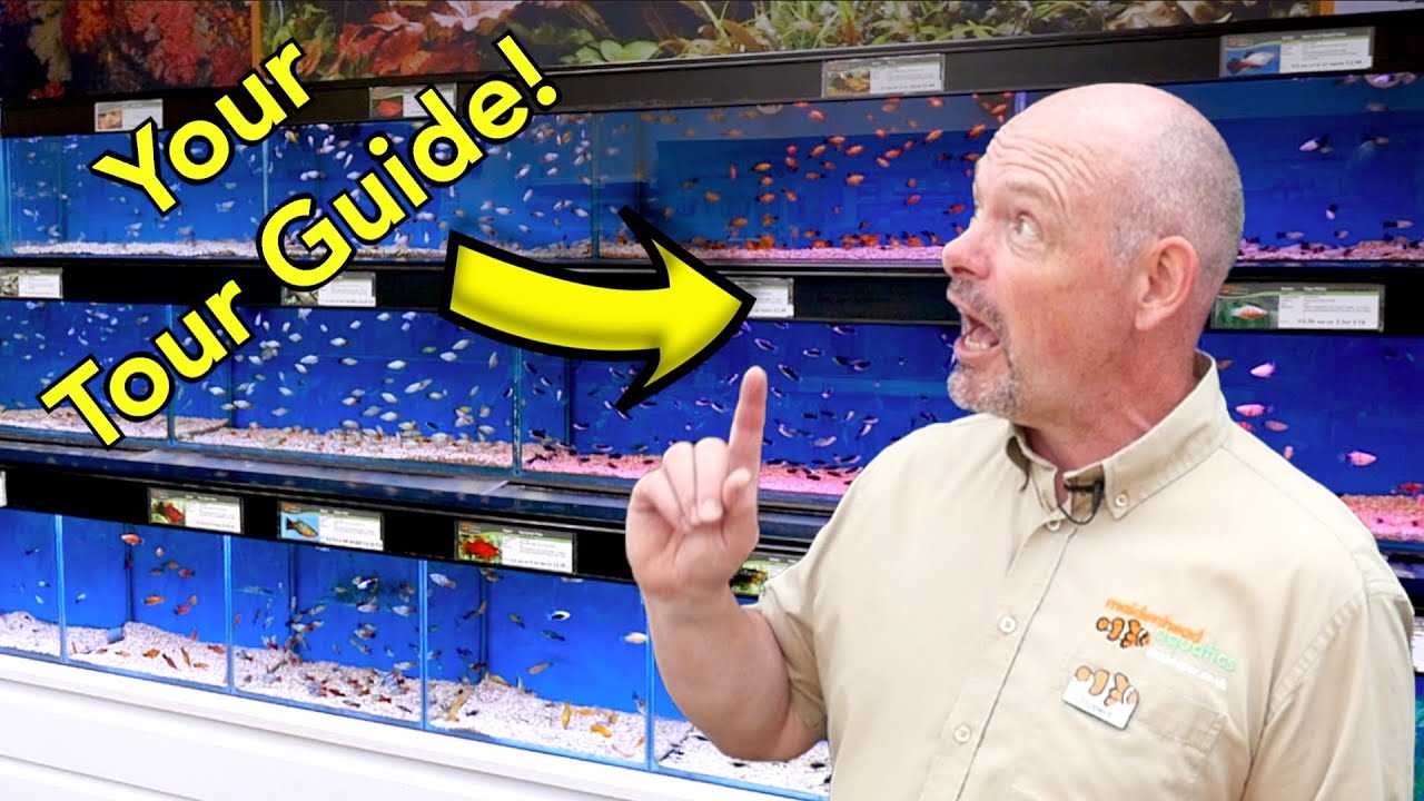 Fishkeeper Fry - Leicester Store Tour