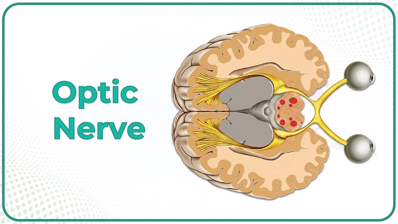 The Optic Nerve (CN II) anatomy and Visual Pathway animation